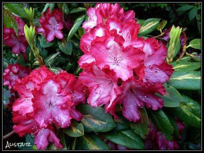 Rhododendron President Roosevelt - aberdeengardening.co.uk - county Garden