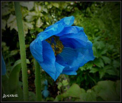 Himalayan Blue Poppy - aberdeengardening.co.uk - Scotland - county Garden