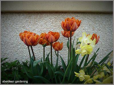 Should I treat Tulips as annuals - aberdeengardening.co.uk - city Aberdeen