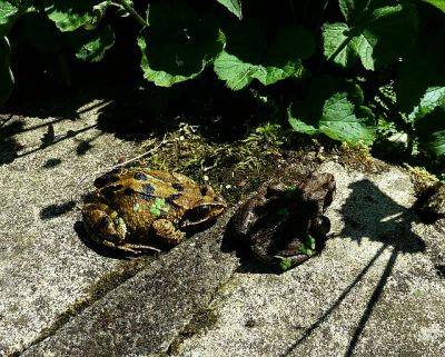 What’s in the Garden Pond - aberdeengardening.co.uk - city Aberdeen - county Garden