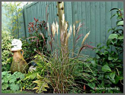 Miscanthus Sinensis Red Chief - aberdeengardening.co.uk - Britain - county Garden