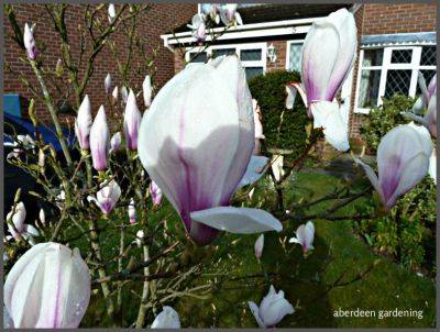 Magnolia x Soulangeana - aberdeengardening.co.uk - Usa - city Aberdeen - county Garden