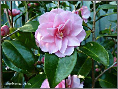 Camellia x Williamsii Spring Festival - aberdeengardening.co.uk - county Garden