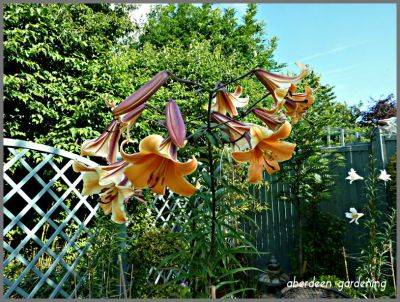 Trumpet Lily African Queen - aberdeengardening.co.uk - city Aberdeen - county Garden