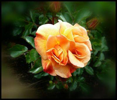 Flower Carpet Rose Amber - aberdeengardening.co.uk - Germany - city Aberdeen - county Garden