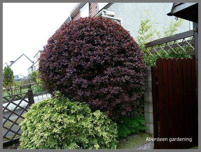 Berberis x Ottawensis f purpurea Superba - aberdeengardening.co.uk - county Garden