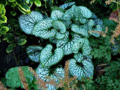 Brunnera Jack Frost - aberdeengardening.co.uk - county Garden