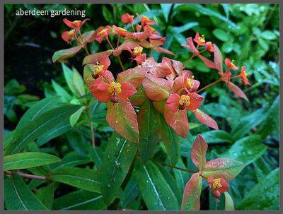 Euphorbia griffithii fireglow - aberdeengardening.co.uk - city Aberdeen - county Garden