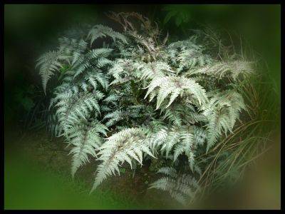 Japanese painted fern Athyrium nipponicum pictum - aberdeengardening.co.uk - Japan - county Garden