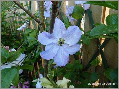 Clematis Viticella Sea Breeze - aberdeengardening.co.uk - county Garden