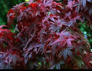 Acer Palmatum Atropurpureum - aberdeengardening.co.uk - Japan - city Aberdeen - county Garden