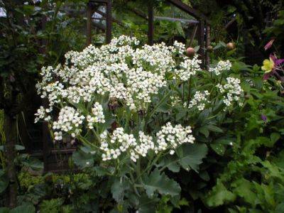 Crambe Maritima and Cordifolia - aberdeengardening.co.uk - county Garden