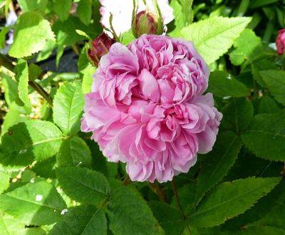 Rose Jacques Cartier - aberdeengardening.co.uk - county Garden