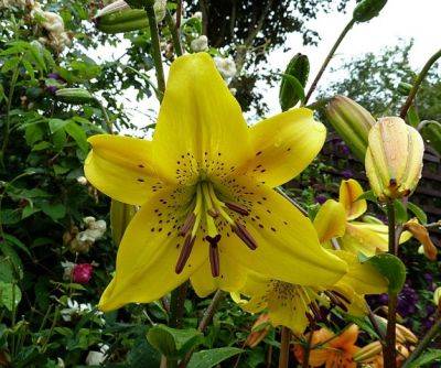Asiatic Lily Pearl Jennifer - aberdeengardening.co.uk - Usa - county Garden