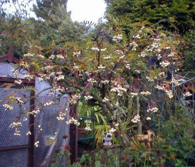 Sorbus Cashmiriana - aberdeengardening.co.uk - China - Scotland - county Garden