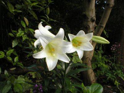 Lilium longiflorum - aberdeengardening.co.uk - Taiwan - city Aberdeen