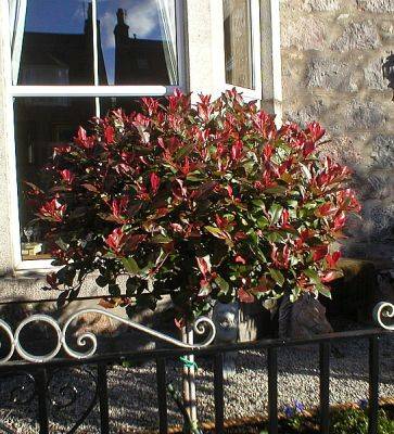 Photinia Fraseri Little Red Robin - aberdeengardening.co.uk - county Garden