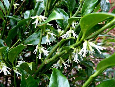 Sarcococca Hookeriana Var. Humilis - aberdeengardening.co.uk - China - Britain - city Aberdeen - county Garden