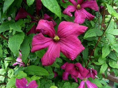 Clematis Viticella Madame Julia Correvon - aberdeengardening.co.uk - France - county Garden