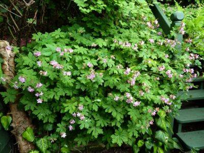 Geranium macrorrhizum ‘Ingwersen’s Variety - aberdeengardening.co.uk - city Aberdeen - county Garden