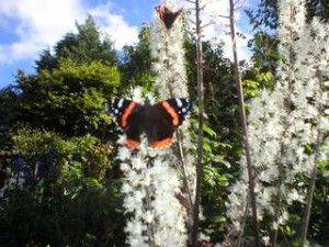 Cimicifuga Racemosa Atropurpurea - aberdeengardening.co.uk - Scotland - city Aberdeen - county Garden