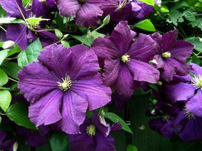 Clematis Viticella Etoille Violette - aberdeengardening.co.uk - France - city Aberdeen - county Garden