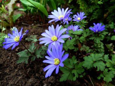 Anemone Blanda Blue - aberdeengardening.co.uk - county Garden