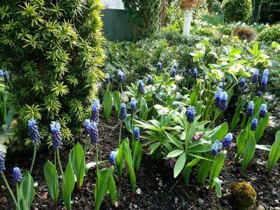 Muscari Latifolium - aberdeengardening.co.uk - county Garden