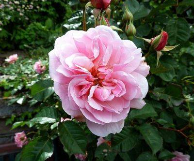 Hybrid musk rose Felicia - aberdeengardening.co.uk - city Aberdeen - county Garden