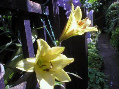 Lilium golden Splendour - aberdeengardening.co.uk - county Garden