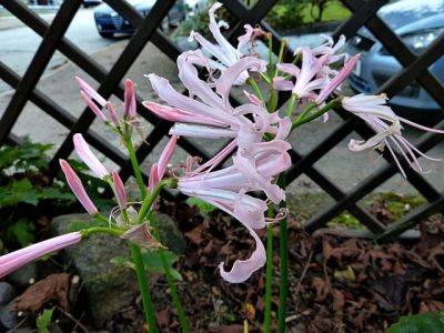 Nerine Bowdenii x Pink Surprise - aberdeengardening.co.uk - Usa - Canada - Scotland - county Garden