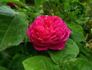 Rose De Rescht - aberdeengardening.co.uk - Britain - city Aberdeen - county Garden
