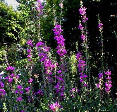 Lythrum Salicaria Feuerkerze - aberdeengardening.co.uk - county Garden