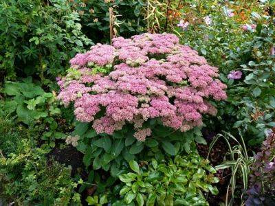 Sedum Autumn Joy - aberdeengardening.co.uk - county Garden