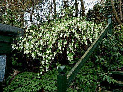 Ribes Sanguineum White Icicle - aberdeengardening.co.uk - county Garden