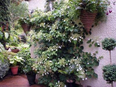 Hydrangea Petiolaris - aberdeengardening.co.uk - county Garden
