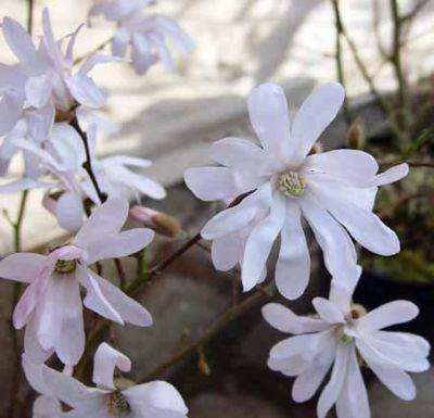 Magnolia Stellata - aberdeengardening.co.uk - city Aberdeen - county Garden