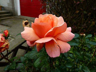 Laura Anne Hybrid Tea Rose - aberdeengardening.co.uk - county Garden