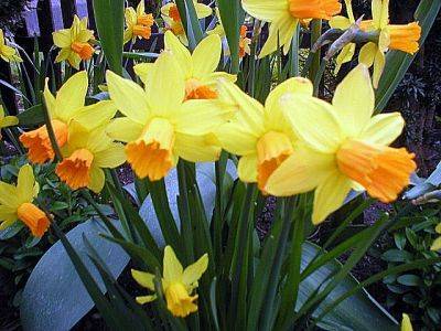 Daffodil Jetfire - aberdeengardening.co.uk - city Aberdeen - county Garden