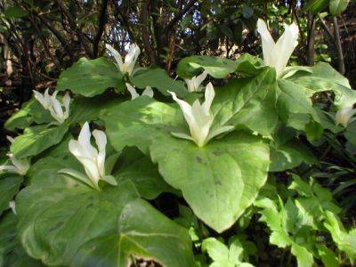 Trillium Albidum - aberdeengardening.co.uk - Netherlands - county Garden