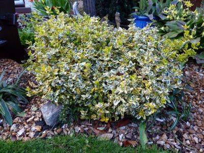 Euonymus fortunei Emerald n Gold - aberdeengardening.co.uk - Scotland - county Garden