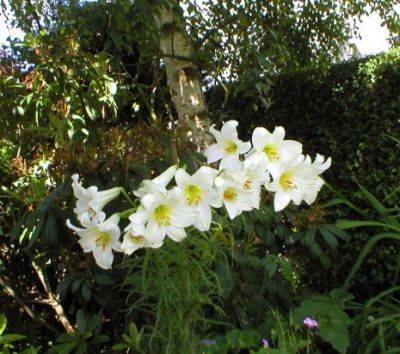 Lilium Regale Album - aberdeengardening.co.uk - China - city Aberdeen - county Garden