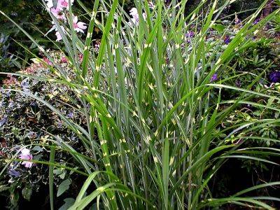 Miscanthus sinensis Zebrinus Zebra Grass - aberdeengardening.co.uk - county Garden