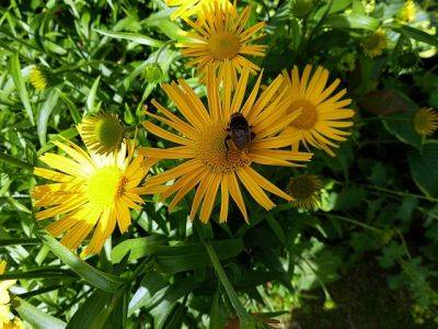 Buphthalmum salicifolium - aberdeengardening.co.uk - Scotland - county Garden