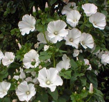 Lavatera Mont Blanc - aberdeengardening.co.uk - county Garden