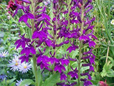 Lobelia Hadspen Purple - aberdeengardening.co.uk - county Garden