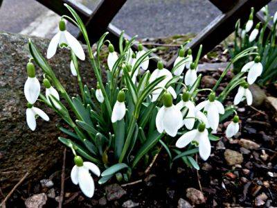 Snowdrop Nivalis - aberdeengardening.co.uk - county Garden