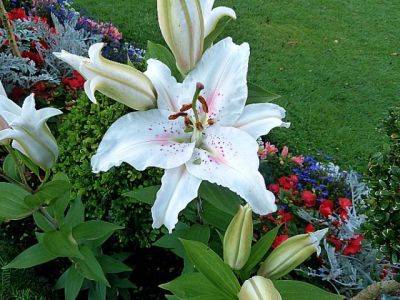 Oriental Lily Muscadet - aberdeengardening.co.uk - county Garden
