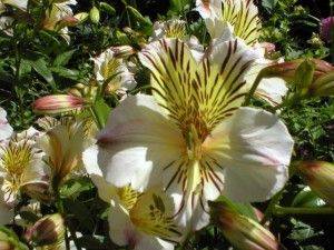 Alstroemeria Princess Lilies - aberdeengardening.co.uk - county Garden