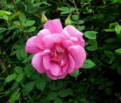 Rose Adam Messerich - aberdeengardening.co.uk - Germany - Scotland - county Garden